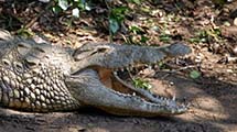 Nilkrokodil (Crocodylus niloticus)