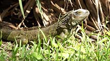 Grner Leguan (Iguana iguana rhinolopha)