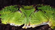 Hornfrosch (Ceratophrys cornuta)
