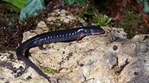 Jordans Lungenloser Salamander (Plethodon jordani)